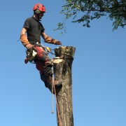Équipe d'abattage assurant la sécurité tout en abattant un arbre avec précision.