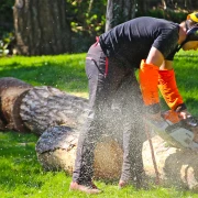 Artiste élagueur sculptant un arbre pour une esthétique unique et harmonieuse.