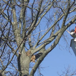 Pratiques d'élagueurs respectueuses de l'environnement pour préserver la nature.