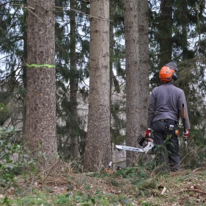 Équipe d'élagueurs travaillant dans un environnement urbain avec des compétences techniques.