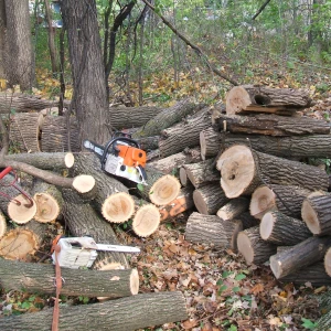 Équipe abattant un grand arbre avec compétence et expertise.