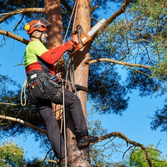 Équipe d'élagueurs en intervention d'urgence pour garantir la sécurité des arbres dans le département 44.