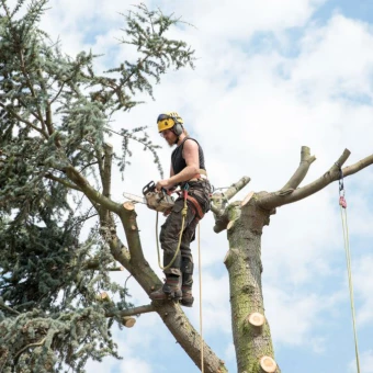 Arboriculteurs professionnels soignant des arbres pour assurer leur santé dans le département 44.